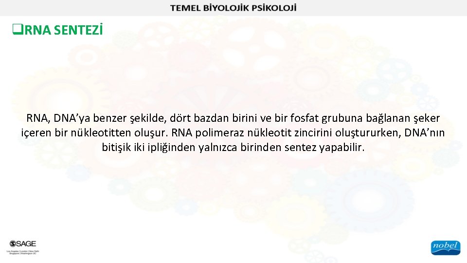 q. RNA SENTEZİ RNA, DNA’ya benzer şekilde, dört bazdan birini ve bir fosfat grubuna