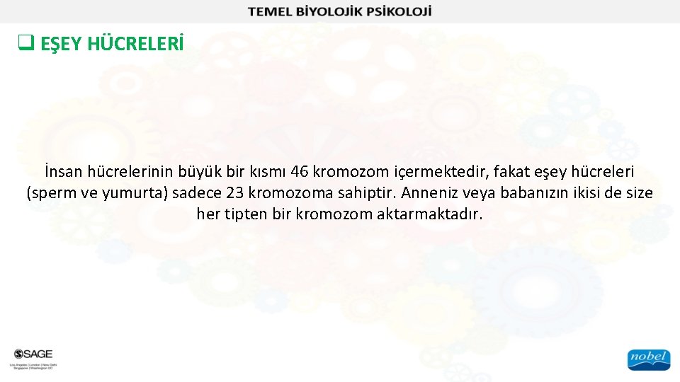 q EŞEY HÜCRELERİ İnsan hücrelerinin büyük bir kısmı 46 kromozom içermektedir, fakat eşey hücreleri