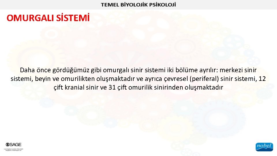 OMURGALI SİSTEMİ Daha önce gördüğümüz gibi omurgalı sinir sistemi iki bölüme ayrılır: merkezi sinir