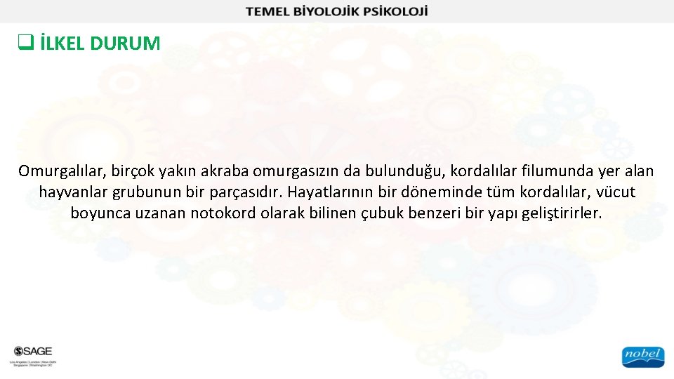 q İLKEL DURUM Omurgalılar, birçok yakın akraba omurgasızın da bulunduğu, kordalılar filumunda yer alan