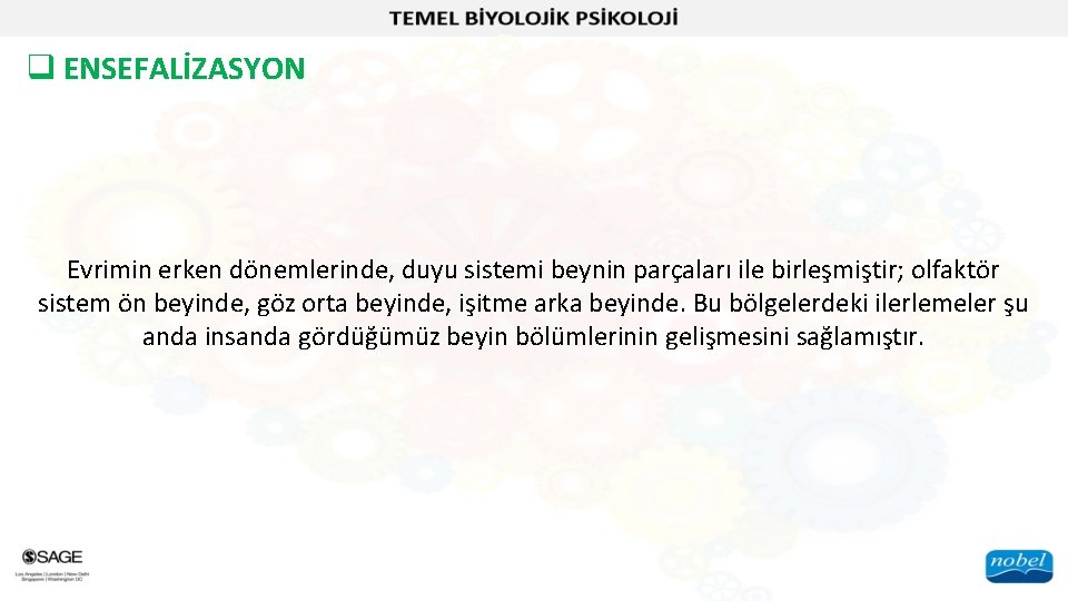 q ENSEFALİZASYON Evrimin erken dönemlerinde, duyu sistemi beynin parçaları ile birleşmiştir; olfaktör sistem ön