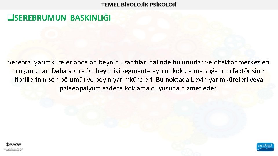 q. SEREBRUMUN BASKINLIĞI Serebral yarımküreler önce ön beynin uzantıları halinde bulunurlar ve olfaktör merkezleri