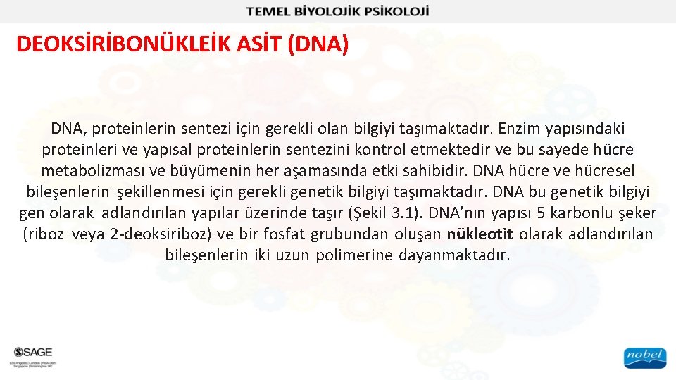 DEOKSİRİBONÜKLEİK ASİT (DNA) DNA, proteinlerin sentezi için gerekli olan bilgiyi taşımaktadır. Enzim yapısındaki proteinleri