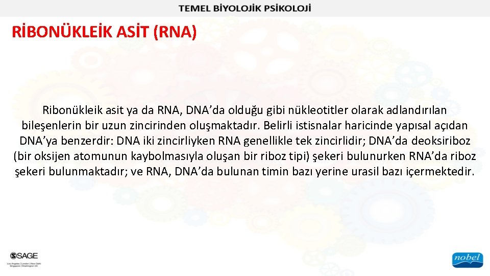 RİBONÜKLEİK ASİT (RNA) Ribonükleik asit ya da RNA, DNA’da olduğu gibi nükleotitler olarak adlandırılan