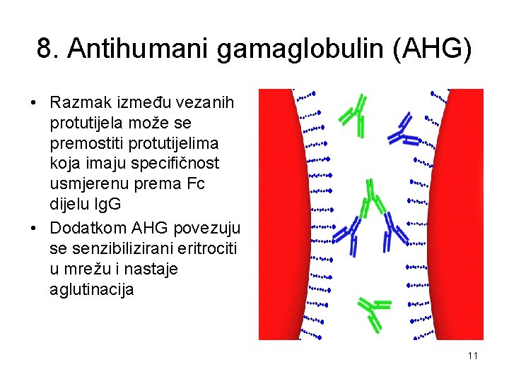 8. Antihumani gamaglobulin (AHG) • Razmak između vezanih protutijela može se premostiti protutijelima koja