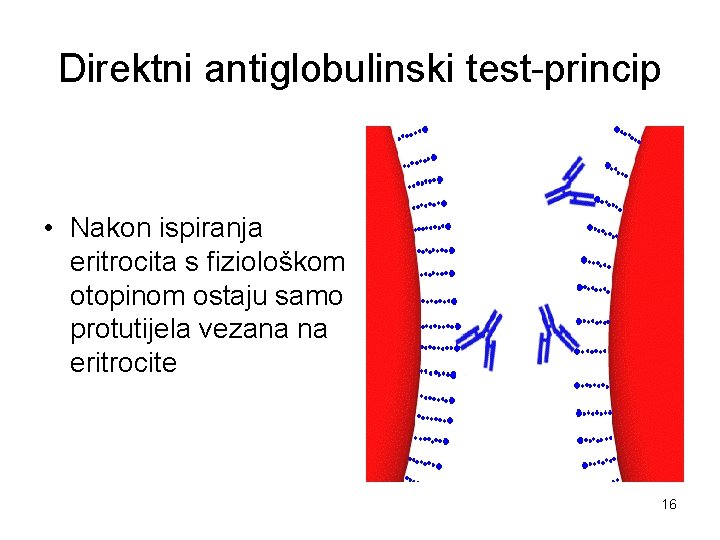 Direktni antiglobulinski test-princip • Nakon ispiranja eritrocita s fiziološkom otopinom ostaju samo protutijela vezana