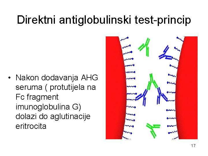 Direktni antiglobulinski test-princip • Nakon dodavanja AHG seruma ( protutijela na Fc fragment imunoglobulina