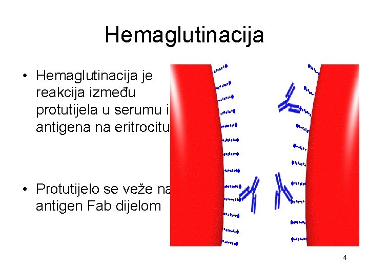 Hemaglutinacija • Hemaglutinacija je reakcija između protutijela u serumu i antigena na eritrocitu •