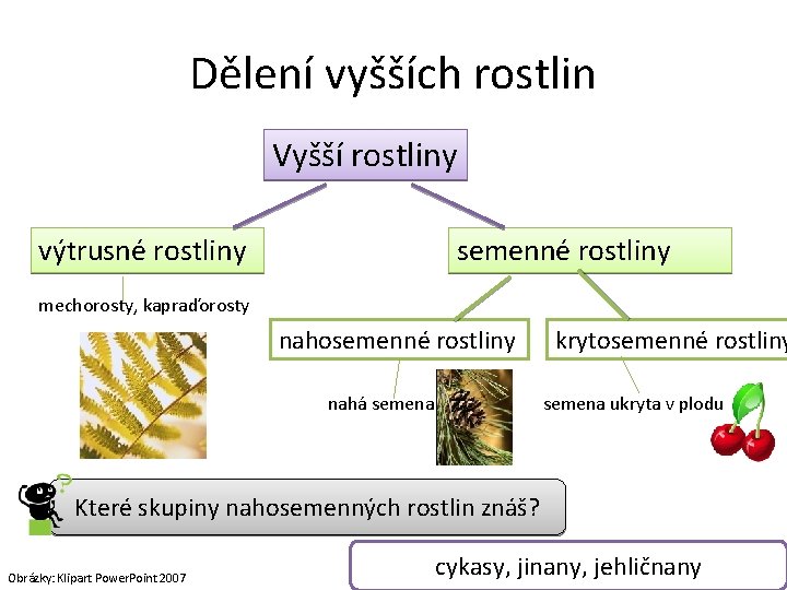 Dělení vyšších rostlin Vyšší rostliny výtrusné rostliny semenné rostliny mechorosty, kapraďorosty nahosemenné rostliny nahá