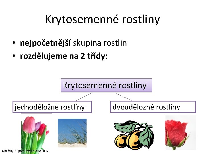 Krytosemenné rostliny • nejpočetnější skupina rostlin • rozdělujeme na 2 třídy: Krytosemenné rostliny jednoděložné