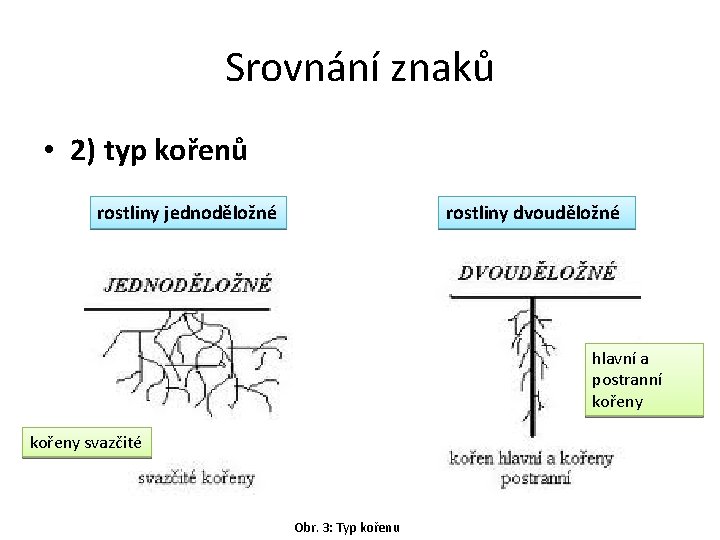 Srovnání znaků • 2) typ kořenů rostliny jednoděložné rostliny dvouděložné hlavní a postranní kořeny