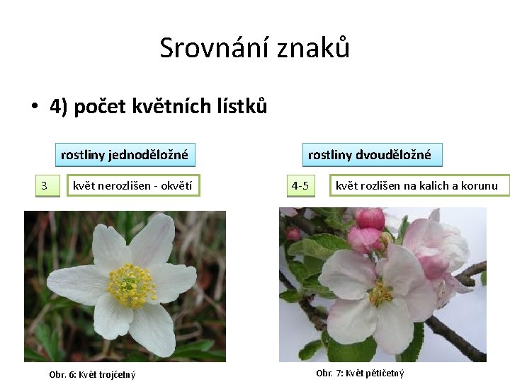 Srovnání znaků • 4) počet květních lístků rostliny jednoděložné 3 květ nerozlišen - okvětí