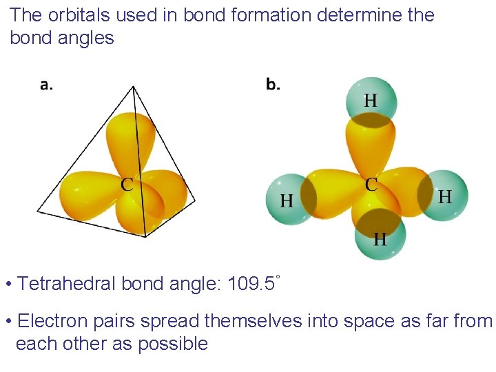 The orbitals used in bond formation determine the bond angles • Tetrahedral bond angle: