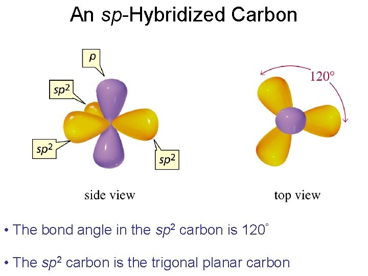 An sp-Hybridized Carbon • The bond angle in the sp 2 carbon is 120°