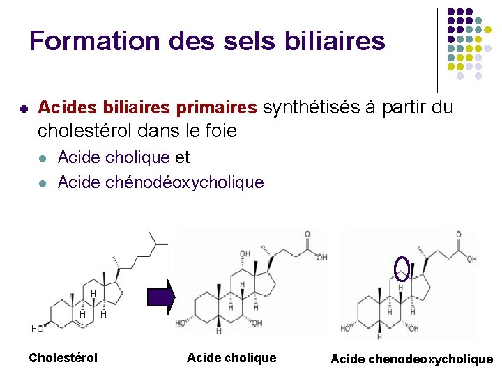 Formation des sels biliaires l Acides biliaires primaires synthétisés à partir du cholestérol dans