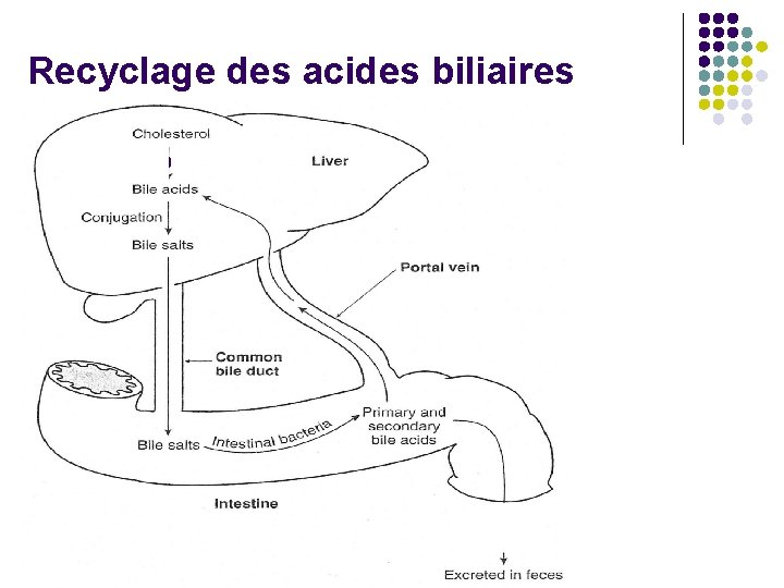 Recyclage des acides biliaires 