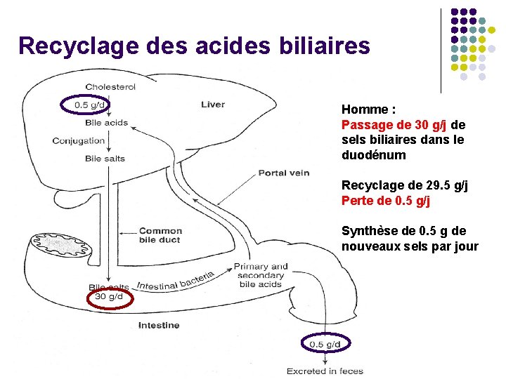 Recyclage des acides biliaires Homme : Passage de 30 g/j de sels biliaires dans