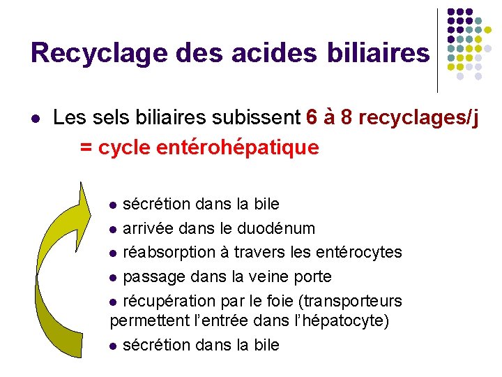 Recyclage des acides biliaires l Les sels biliaires subissent 6 à 8 recyclages/j =