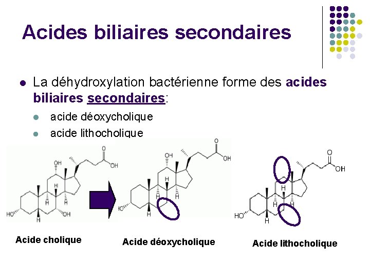 Acides biliaires secondaires l La déhydroxylation bactérienne forme des acides biliaires secondaires: l acide