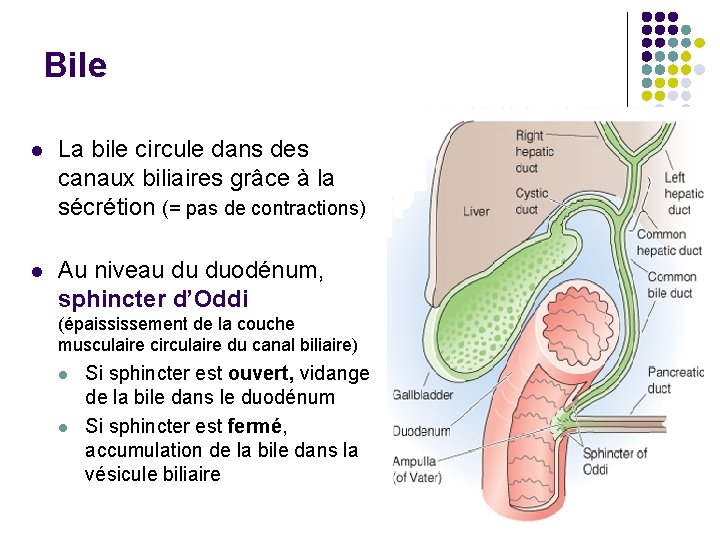 Bile l La bile circule dans des canaux biliaires grâce à la sécrétion (=