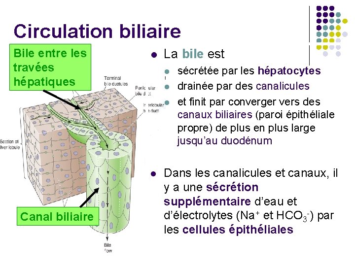 Circulation biliaire Bile entre les travées hépatiques l La bile est l l Canal