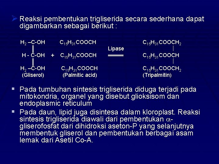 Ø Reaksi pembentukan trigliserida secara sederhana dapat digambarkan sebagai berikut : H 2 –C-OH