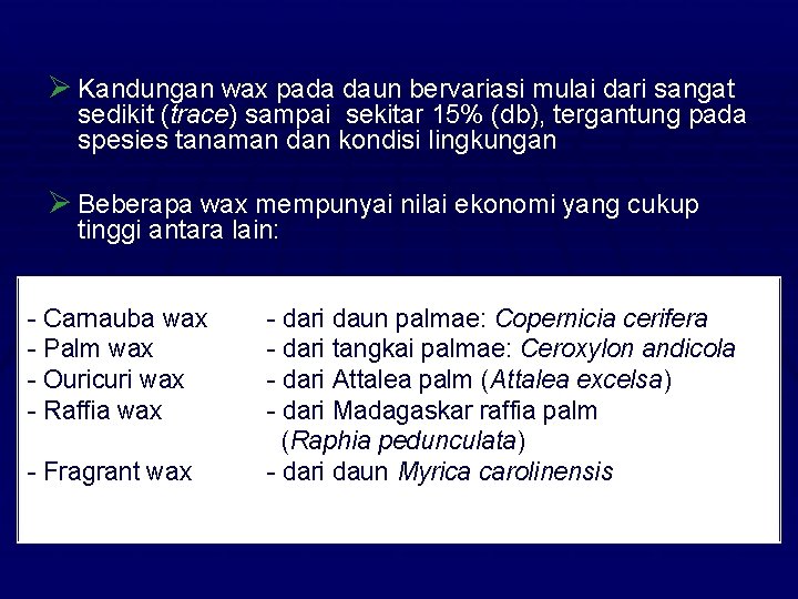 Ø Kandungan wax pada daun bervariasi mulai dari sangat sedikit (trace) sampai sekitar 15%