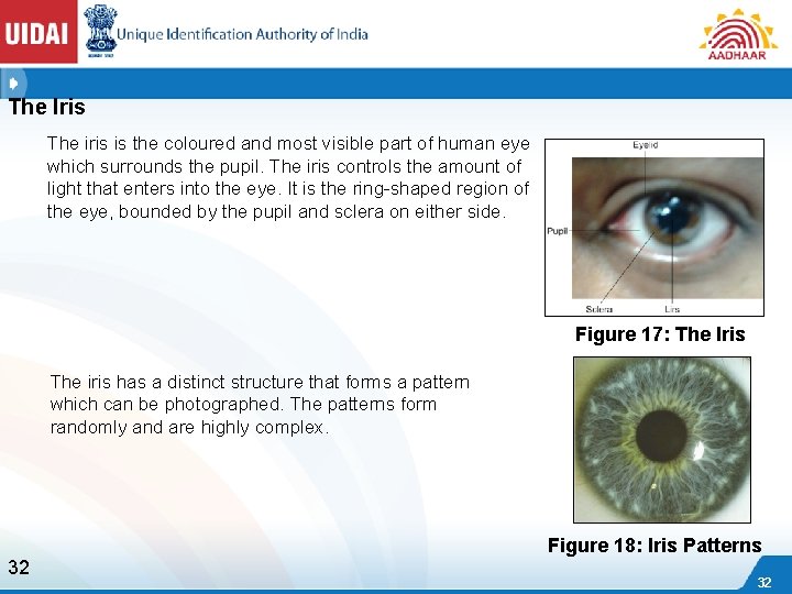 The Iris The iris is the coloured and most visible part of human eye