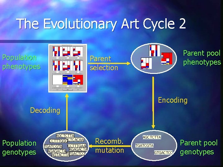 The Evolutionary Art Cycle 2 Population phenotypes Parent pool phenotypes Parent selection Encoding Decoding