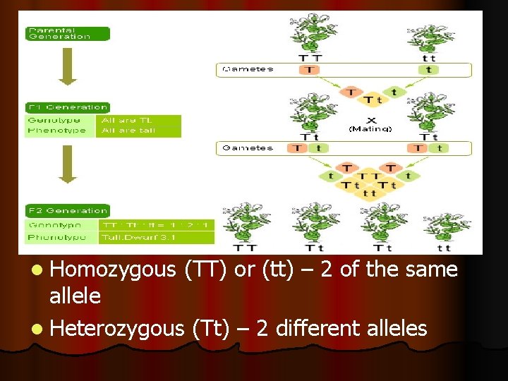 l Homozygous (TT) or (tt) – 2 of the same allele l Heterozygous (Tt)