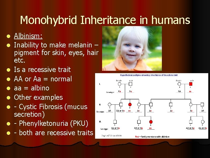 Monohybrid Inheritance in humans l l l l l Albinism: Inability to make melanin