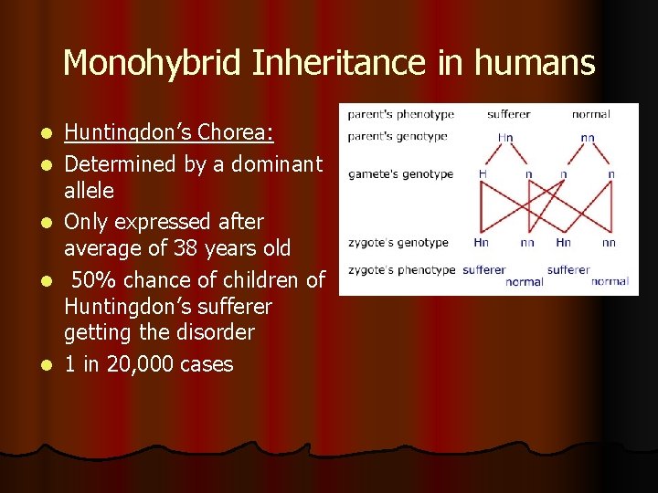 Monohybrid Inheritance in humans l l l Huntingdon’s Chorea: Determined by a dominant allele