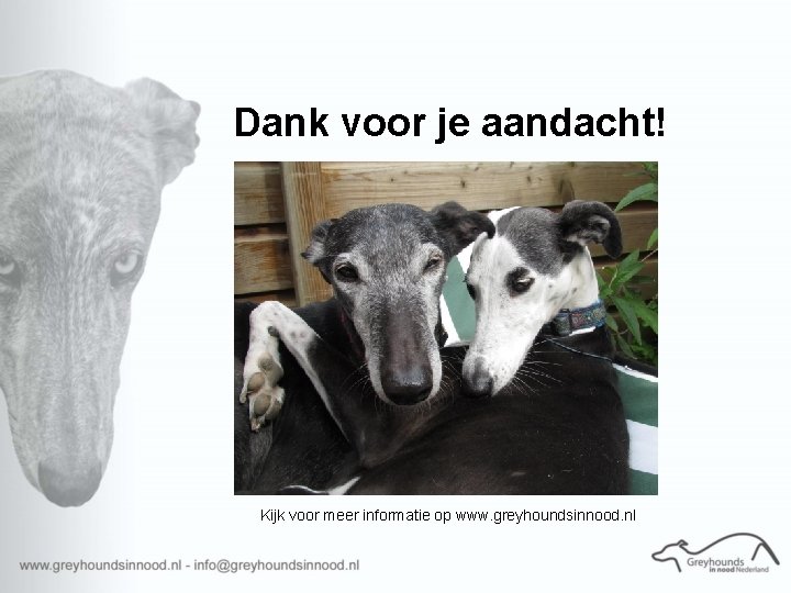 Dank voor je aandacht! Kijk voor meer informatie op www. greyhoundsinnood. nl 