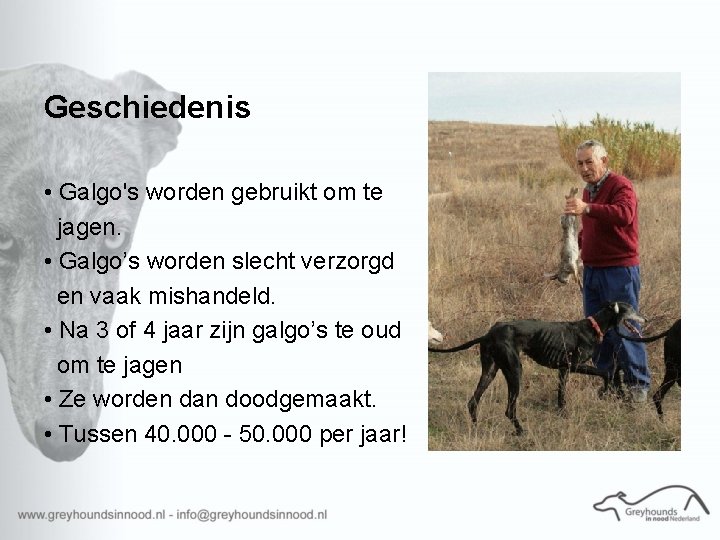 Geschiedenis • Galgo's worden gebruikt om te jagen. • Galgo’s worden slecht verzorgd en