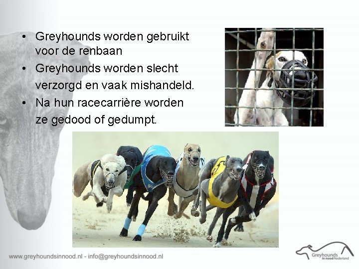  • Greyhounds worden gebruikt voor de renbaan • Greyhounds worden slecht verzorgd en