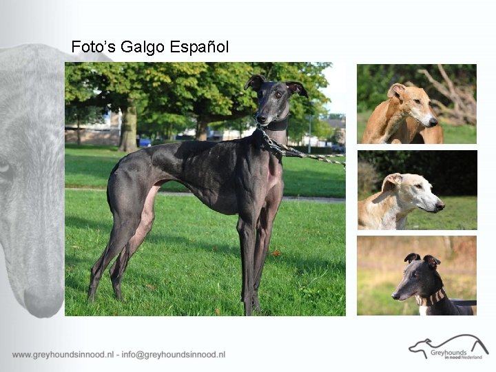 Foto’s Galgo Español 