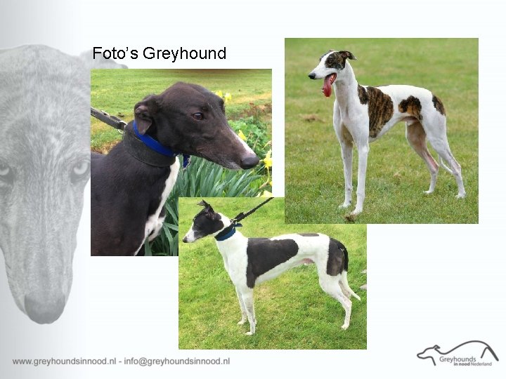 Foto’s Greyhound 