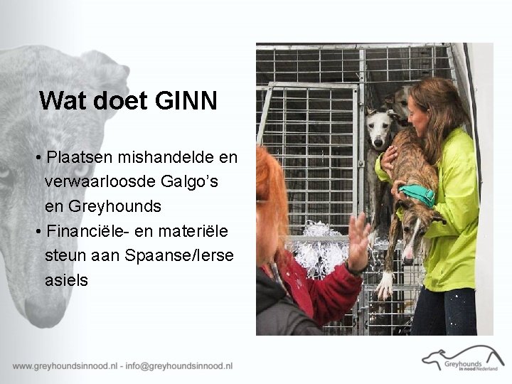 Wat doet GINN • Plaatsen mishandelde en verwaarloosde Galgo’s en Greyhounds • Financiële- en