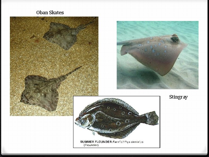 Oban Skates Stingray 