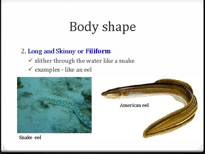 Body shape 2. Long and Skinny or Filiform ü slither through the water like