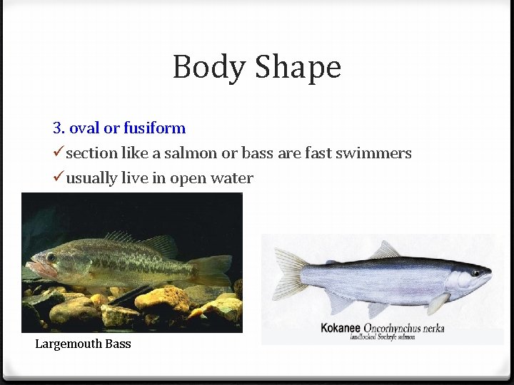 Body Shape 3. oval or fusiform üsection like a salmon or bass are fast