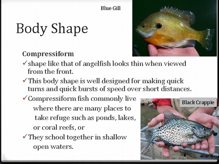 Blue Gill Body Shape Compressiform üshape like that of angelfish looks thin when viewed