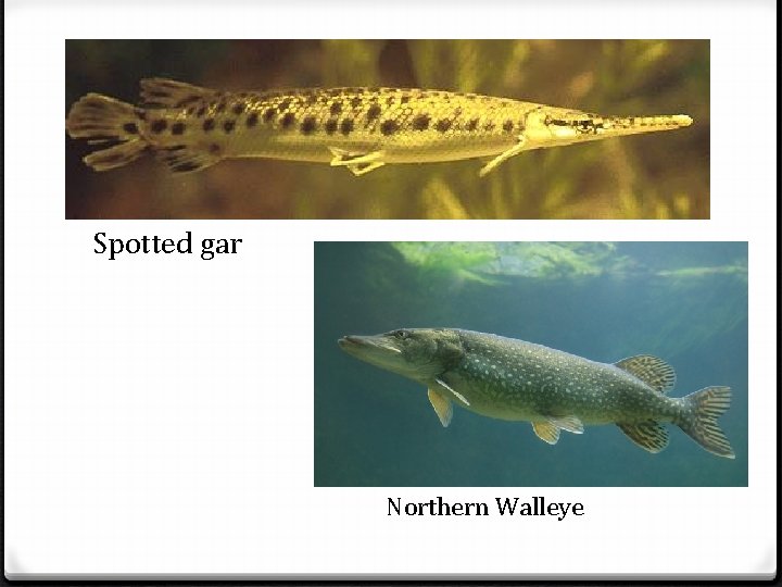 Spotted gar Northern Walleye 