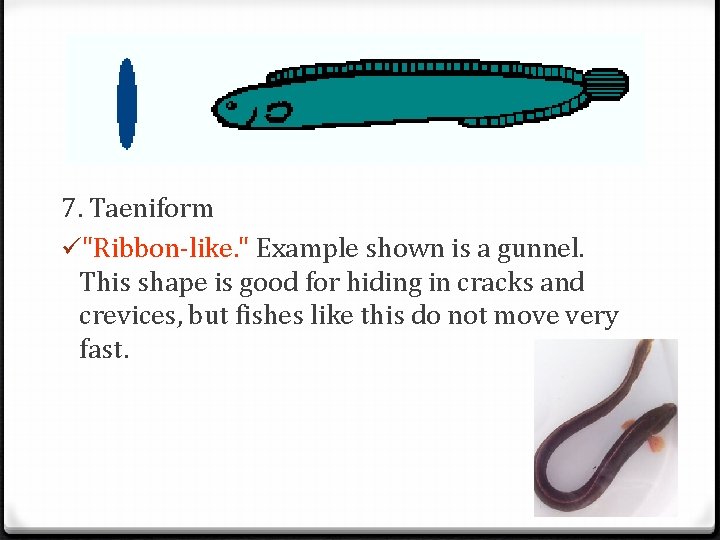 7. Taeniform ü"Ribbon-like. " Example shown is a gunnel. This shape is good for