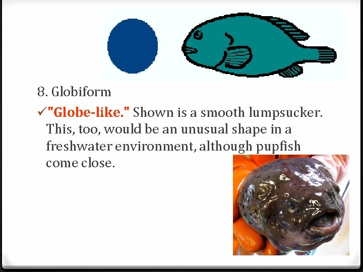 8. Globiform ü"Globe-like. " Shown is a smooth lumpsucker. This, too, would be an