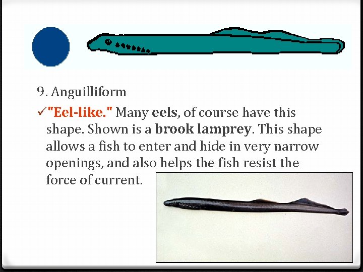 9. Anguilliform ü"Eel-like. " Many eels, of course have this shape. Shown is a