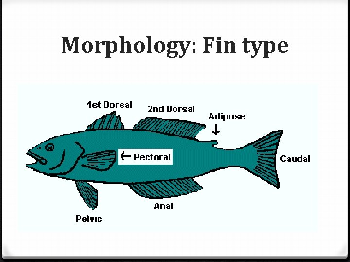 Morphology: Fin type 