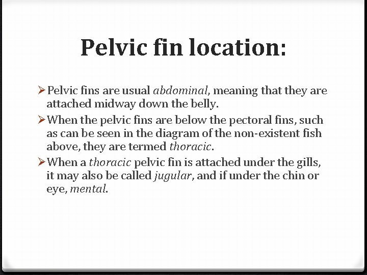Pelvic fin location: ØPelvic fins are usual abdominal, meaning that they are attached midway