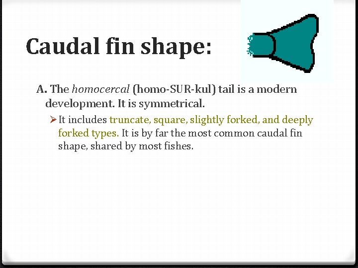 Caudal fin shape: A. The homocercal (homo-SUR-kul) tail is a modern development. It is