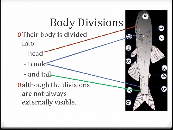 Body Divisions 0 Their body is divided into: - head - trunk - and